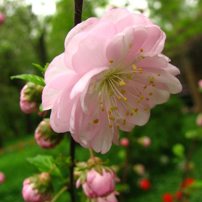 Prunus triloba