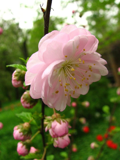 Prunus triloba