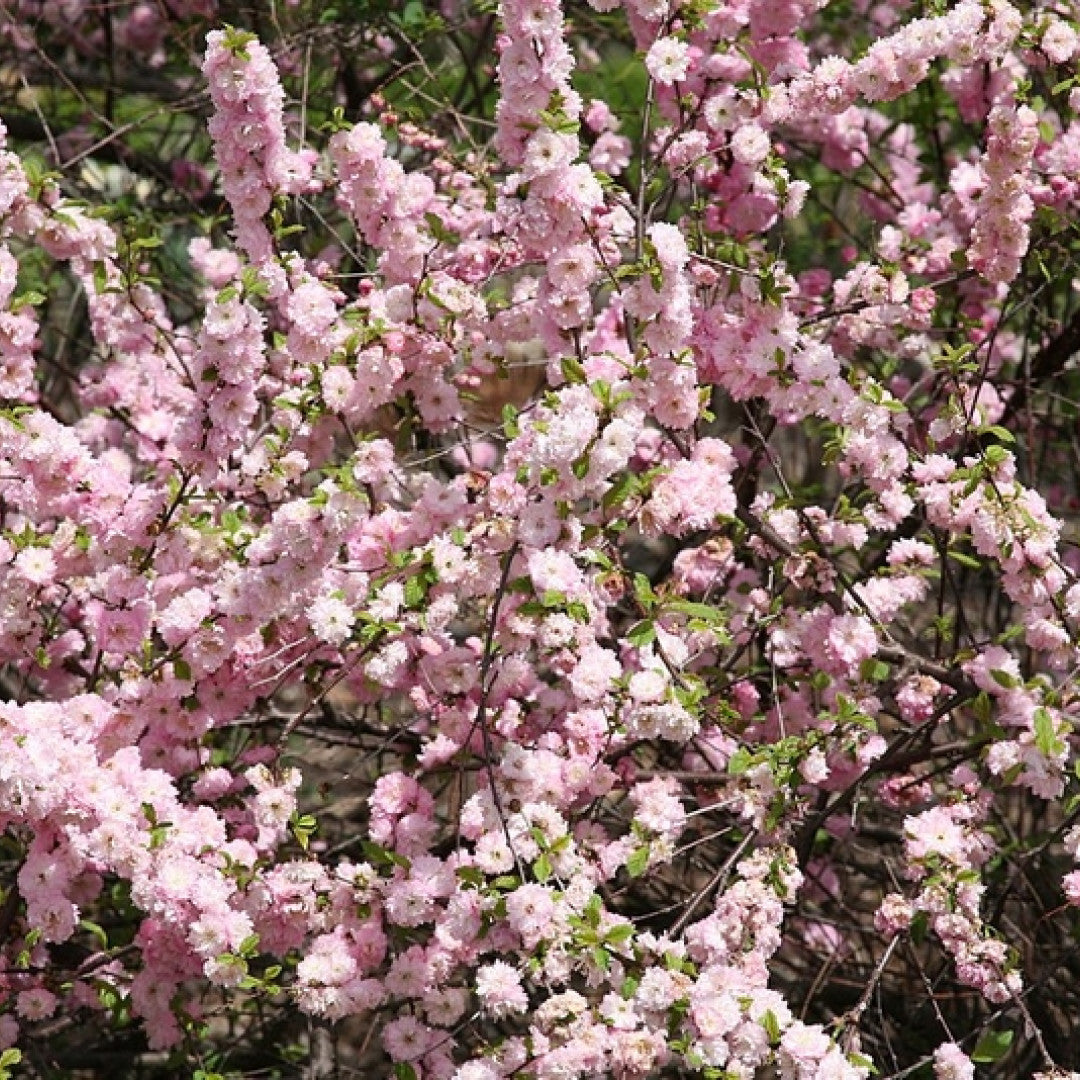 Prunus triloba