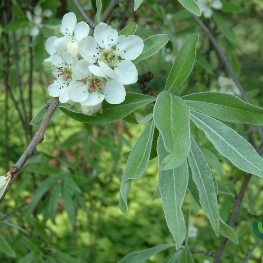 Pyrus salicifolia 'Pendula'