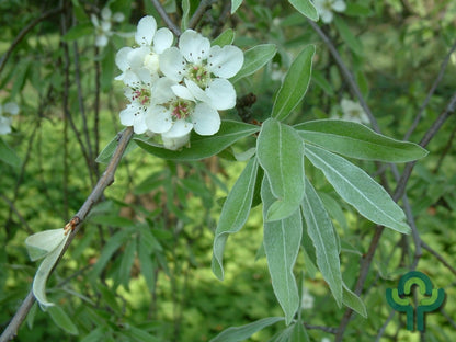 Pyrus salicifolia 'Pendula'