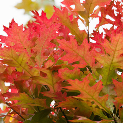 Quercus palustris 'Green Dwarf'