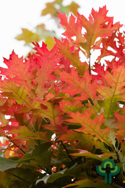 Quercus palustris 'Green Dwarf'