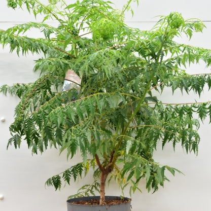 Rhus glabra 'Laciniata'