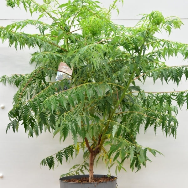 Rhus glabra 'Laciniata'