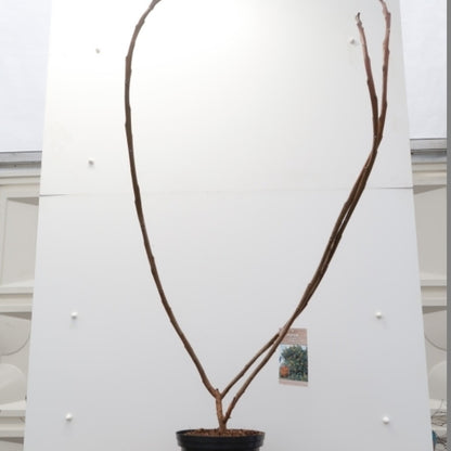 Rhus glabra 'Laciniata'