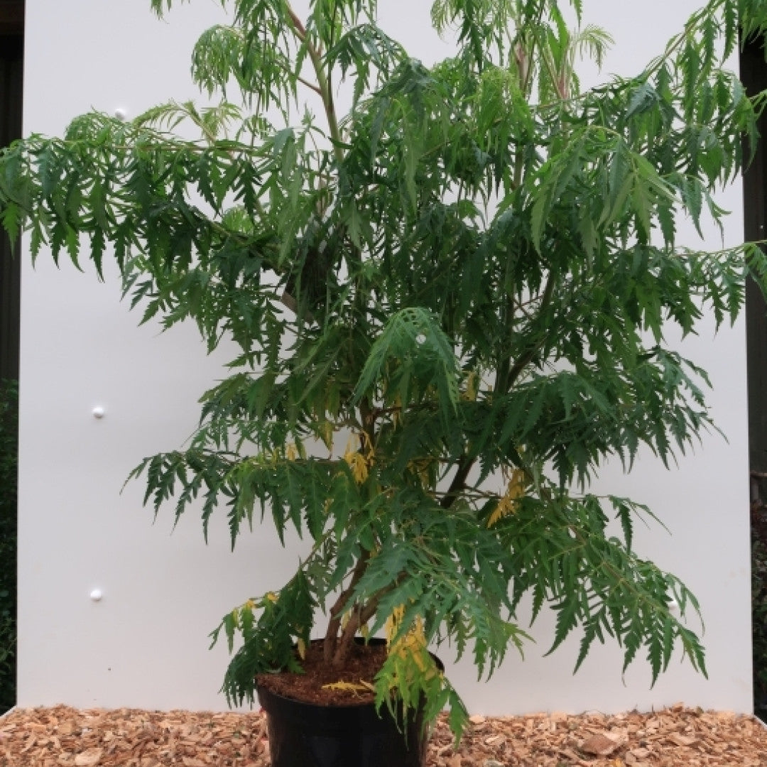 Rhus typhina 'Dissecta'