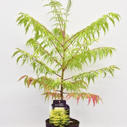 Rhus typhina 'Tiger Eyes'