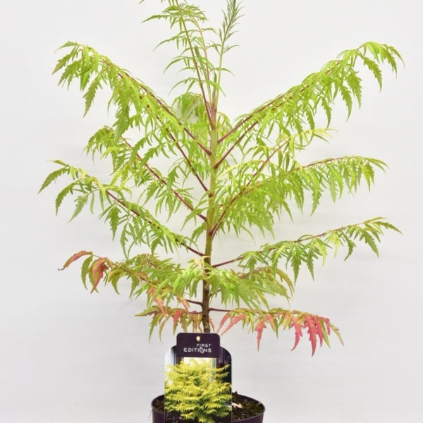 Rhus typhina 'Tiger Eyes'