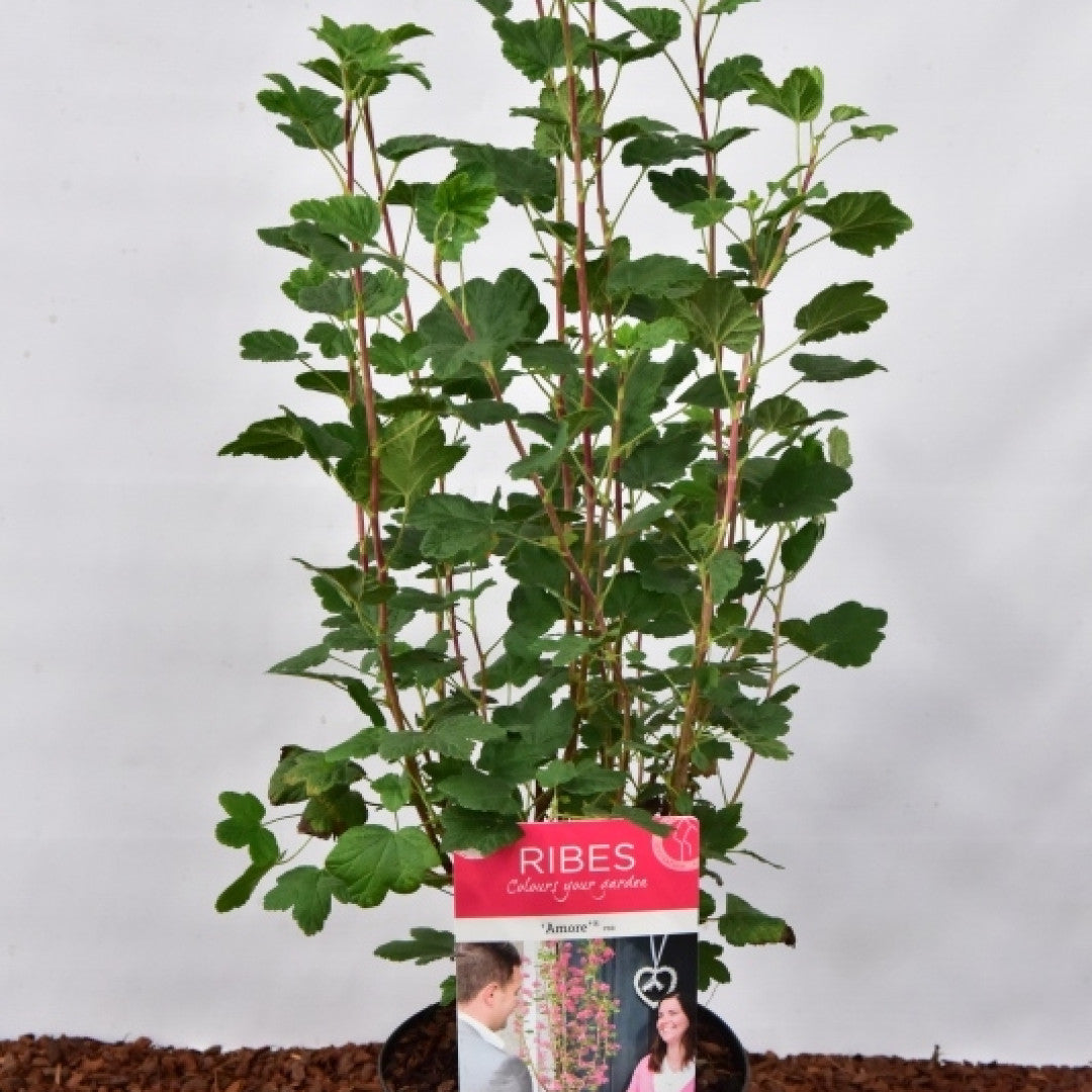 Ribes sanguineum Amore
