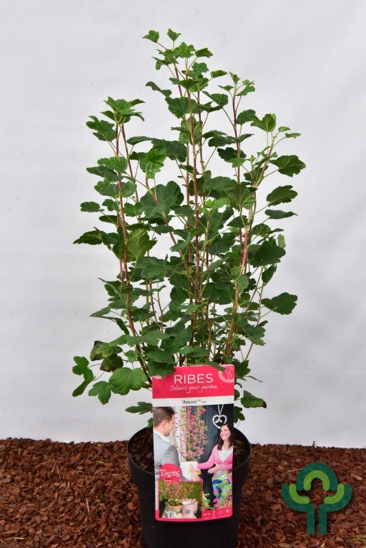 Ribes sanguineum Amore