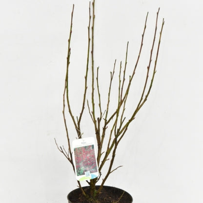 Ribes sanguineum 'King Edward VII'