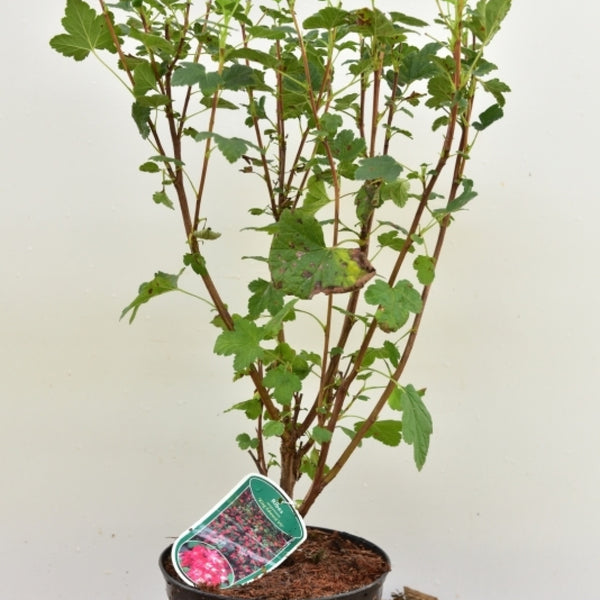 Ribes sanguineum 'King Edward VII'