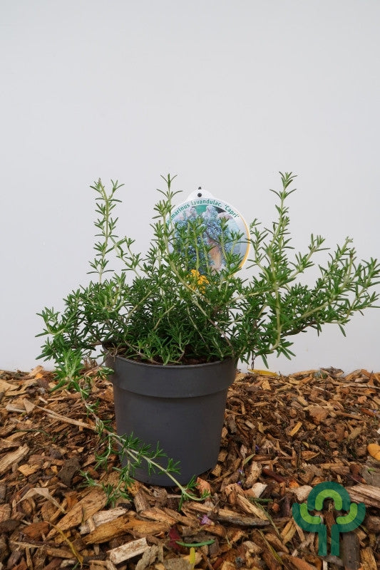 Rosmarinus officinalis 'Capri'