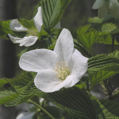 Rhodotypos scandens