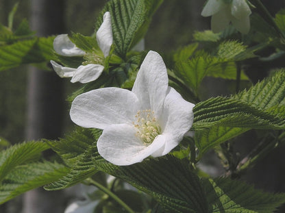 Rhodotypos scandens