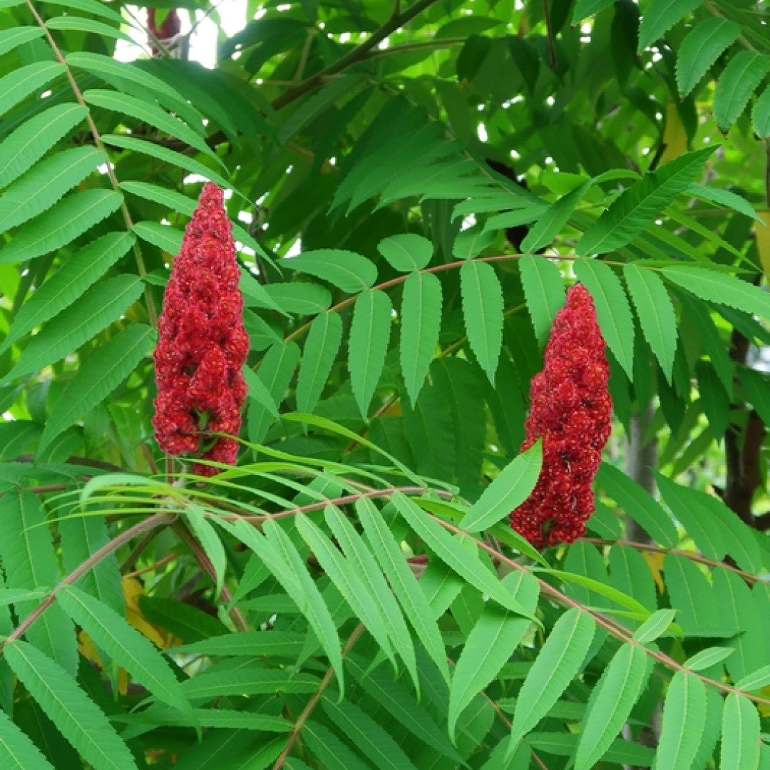 Rhus typhina