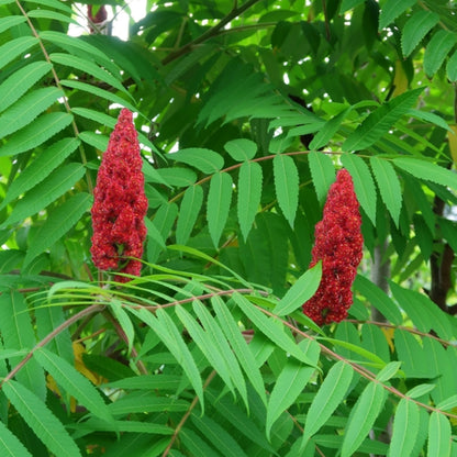 Rhus typhina