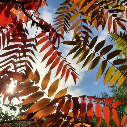 Rhus typhina