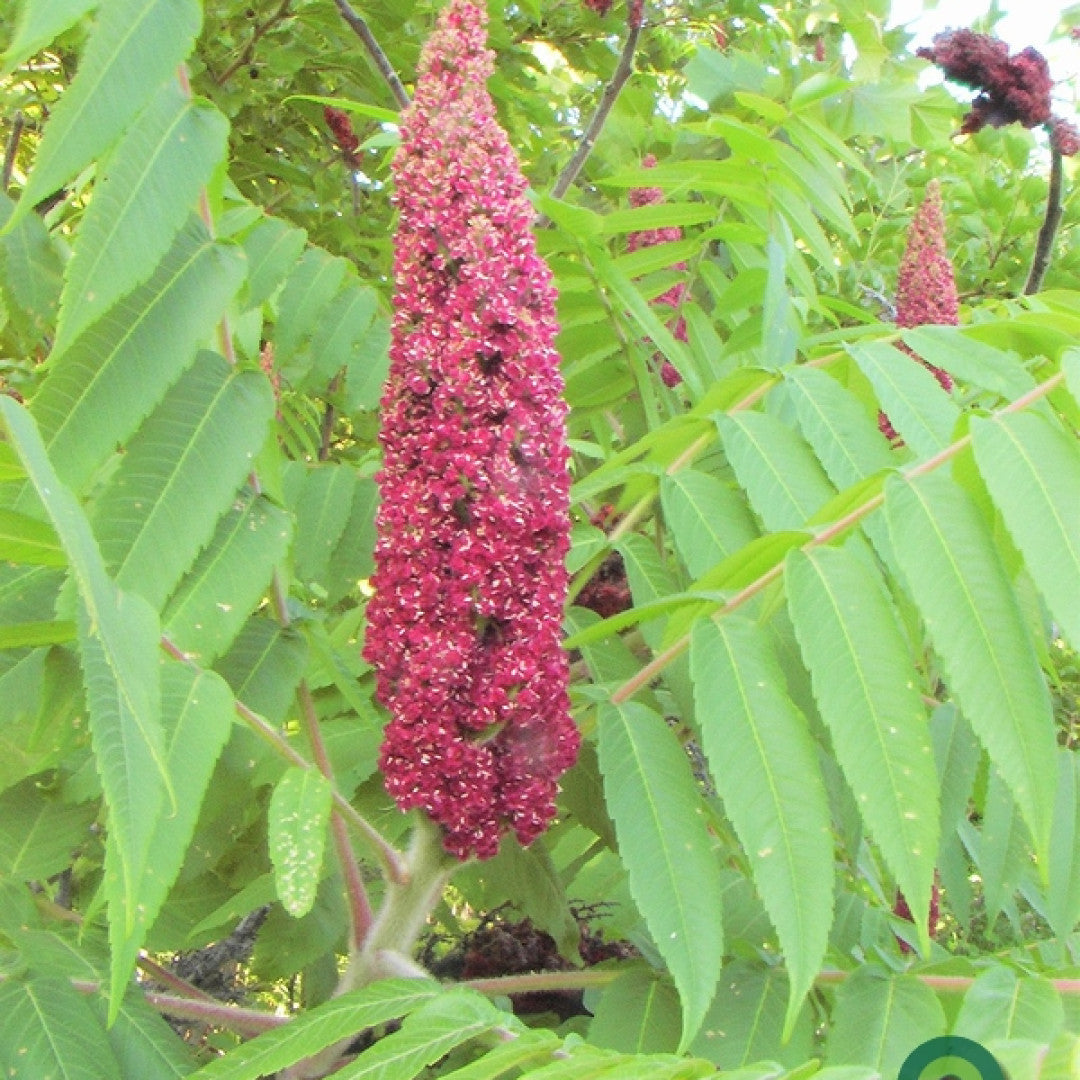 Rhus glabra