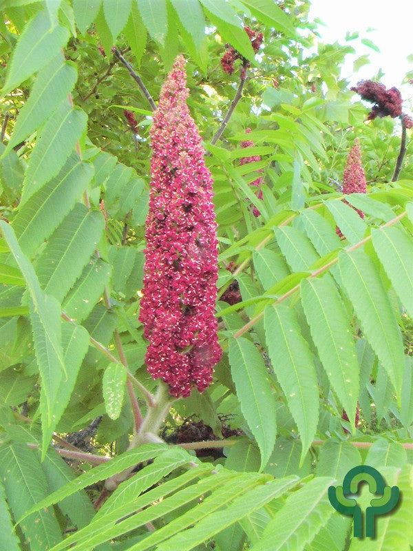 Rhus glabra