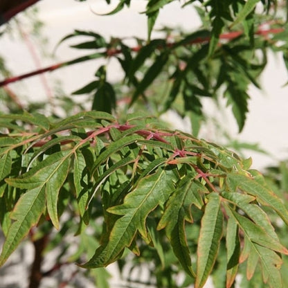 Rhus glabra 'Laciniata'