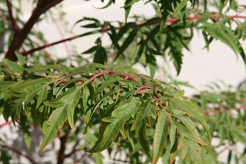 Rhus glabra 'Laciniata'
