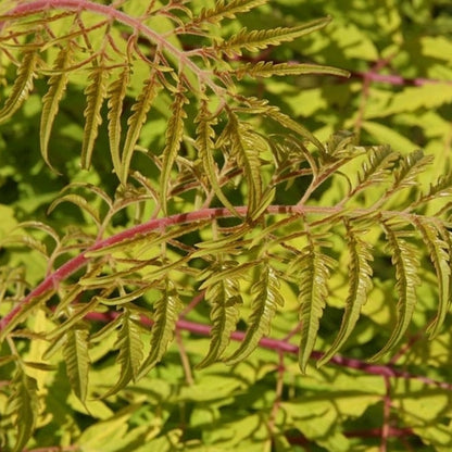 Rhus typhina 'Tiger Eyes'