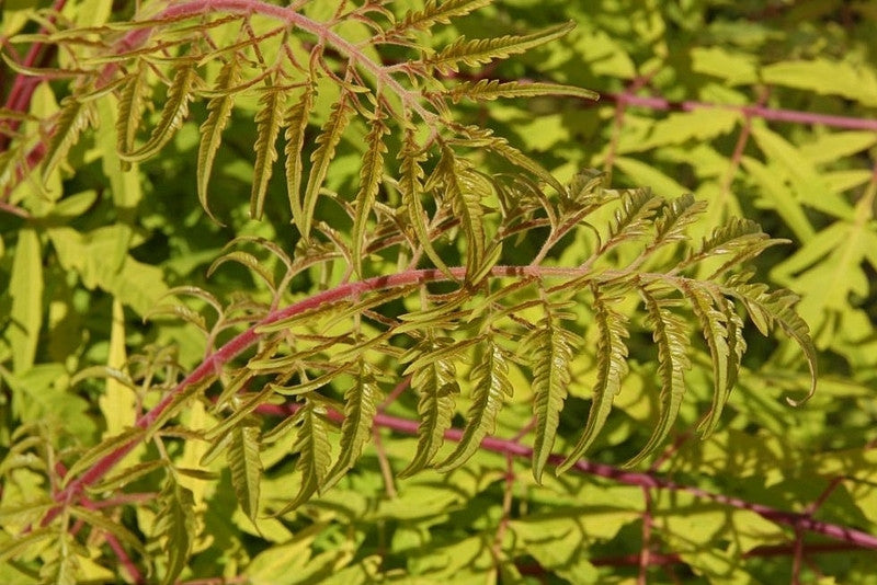 Rhus typhina 'Tiger Eyes'