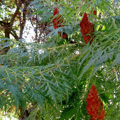Rhus typhina 'Dissecta'