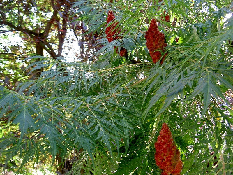 Rhus typhina 'Dissecta'