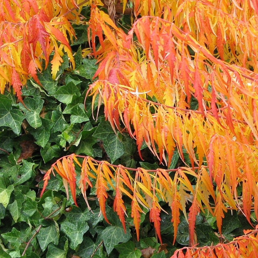 Rhus typhina 'Dissecta'