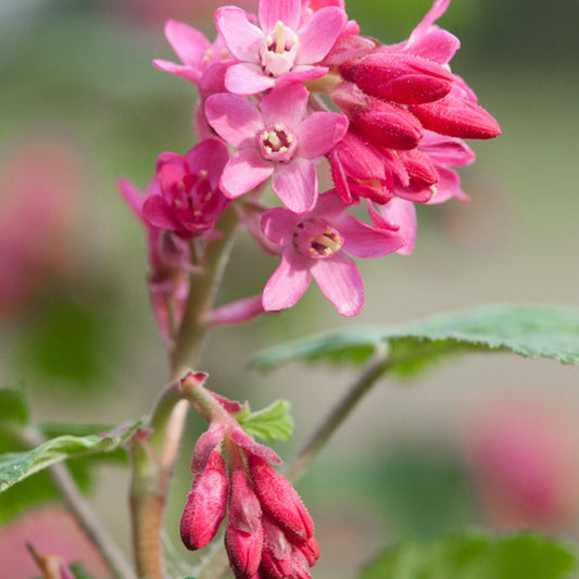 Ribes sanguineum 'Pulborough Scarlet'