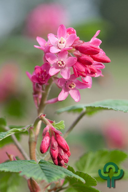 Ribes sanguineum 'Pulborough Scarlet'