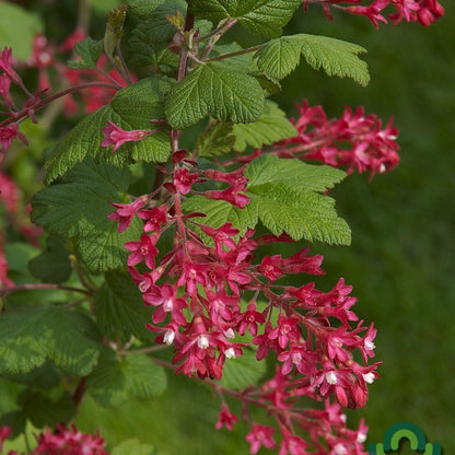 Ribes sanguineum 'King Edward VII'