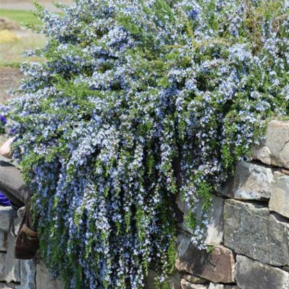 Rosmarinus officinalis 'Prostratus'