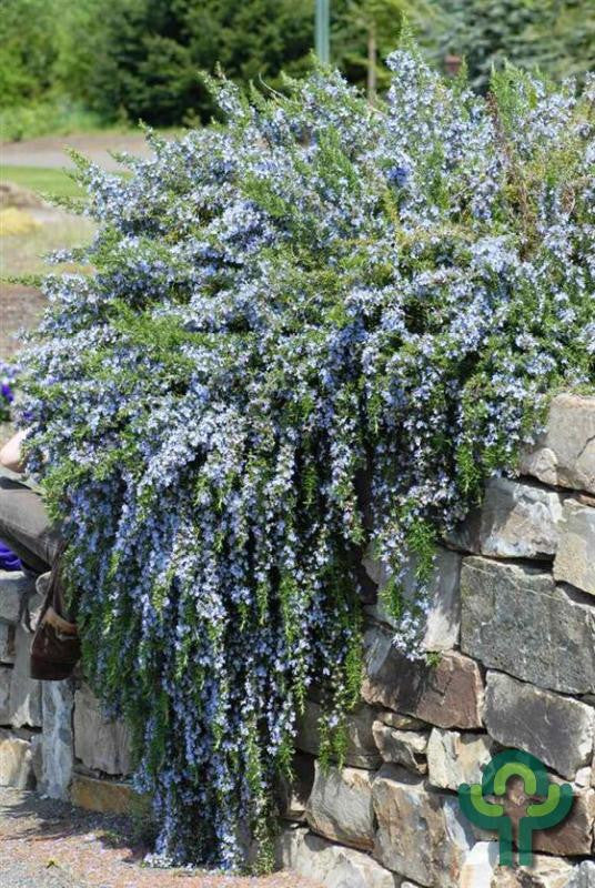 Rosmarinus officinalis 'Prostratus'