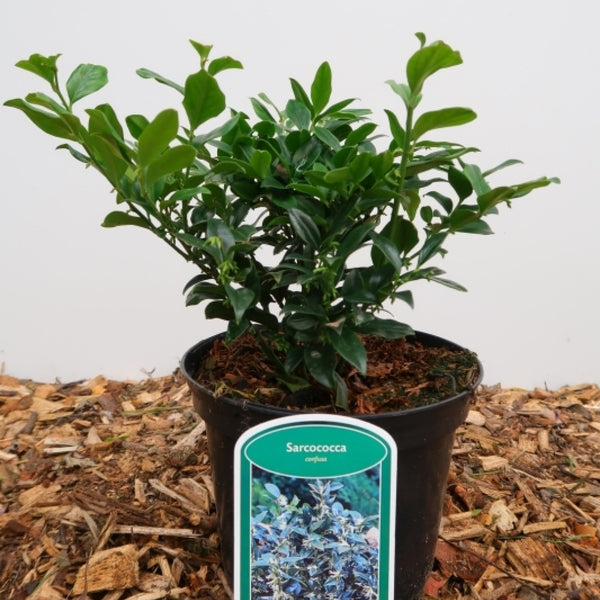Sarcococca confusa