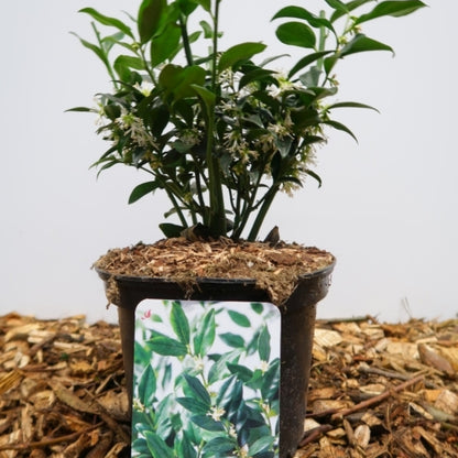 Sarcococca confusa