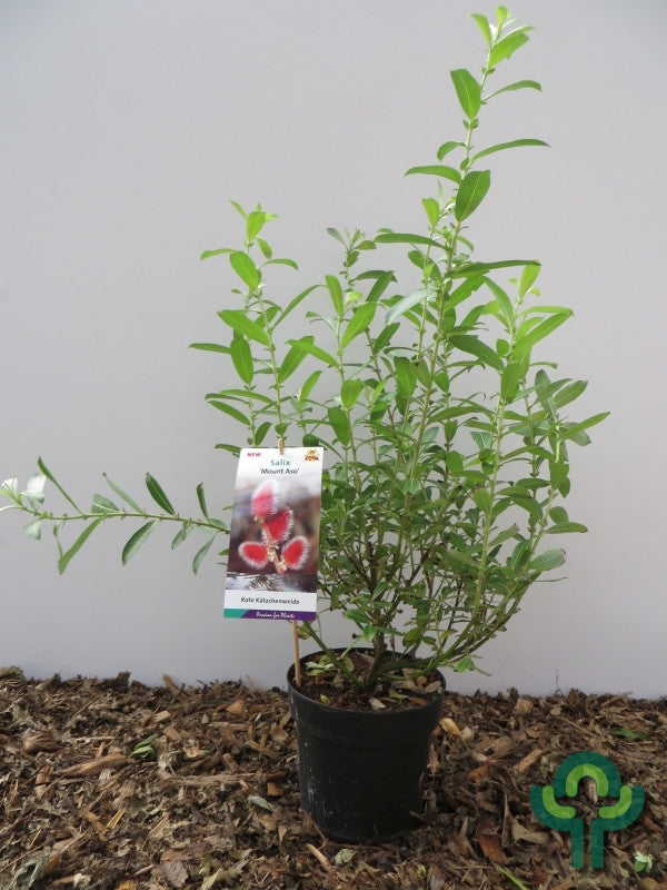 Salix gracilistyla 'Mount Aso'