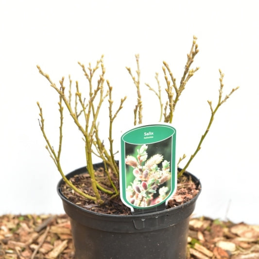 Salix helvetica