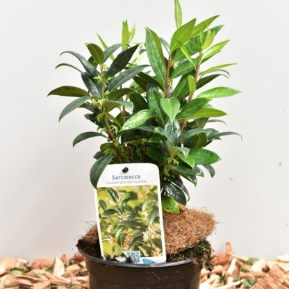Sarcococca hookeriana humilis
