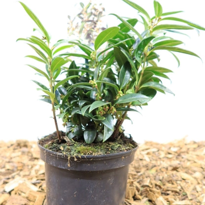Sarcococca hookeriana humilis
