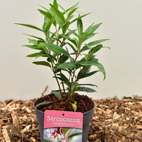 Sarcococca hookeriana 'Winter Gem'