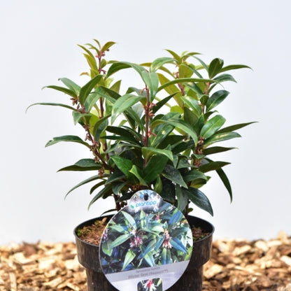 Sarcococca hookeriana 'Winter Gem'