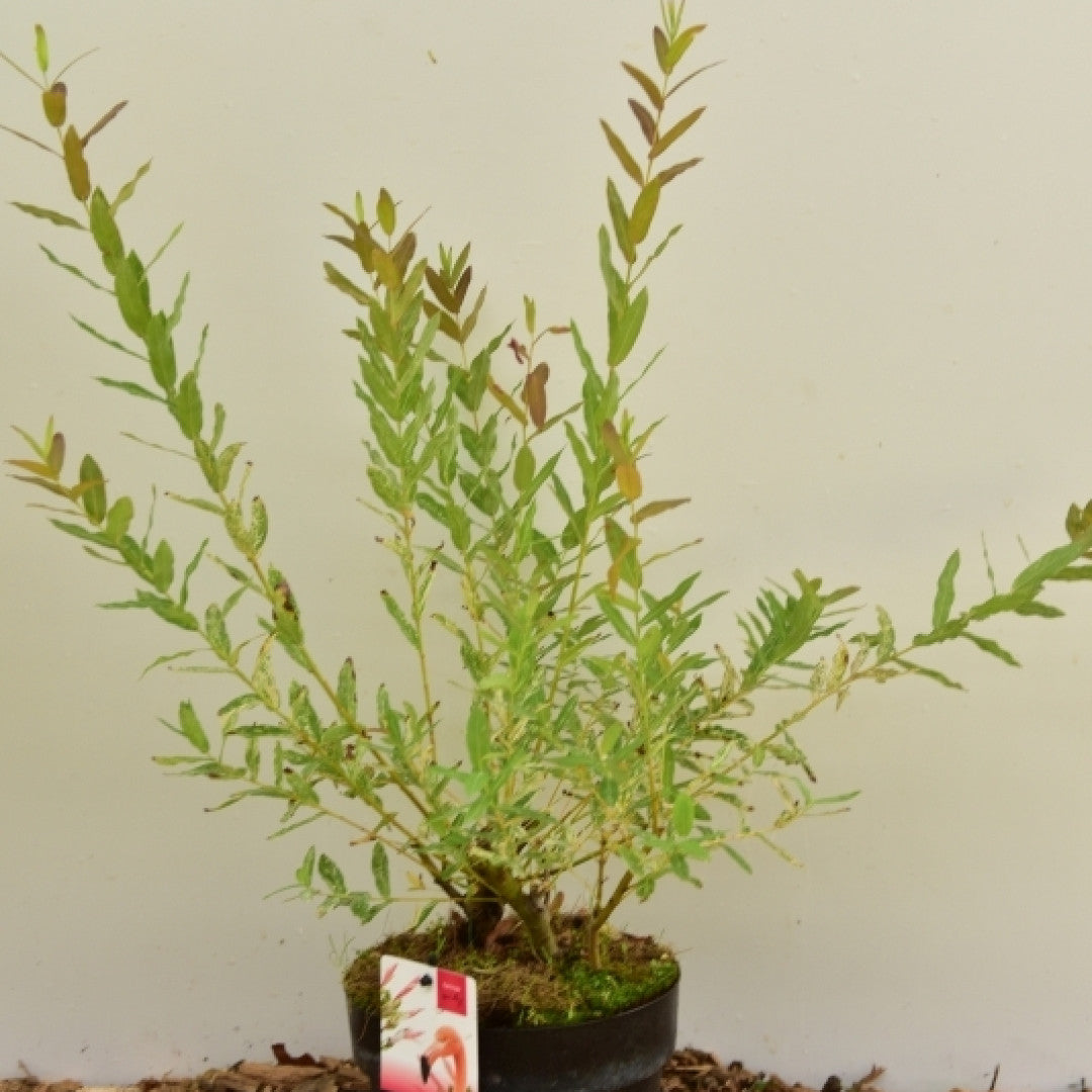 Salix integra 'Flamingo'
