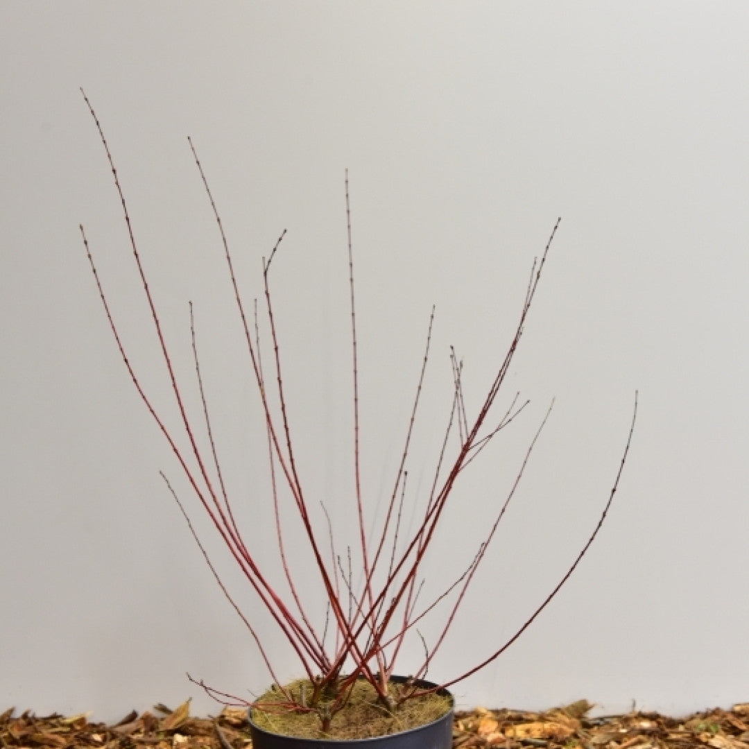 Salix integra 'Flamingo'