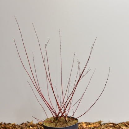 Salix integra 'Flamingo'