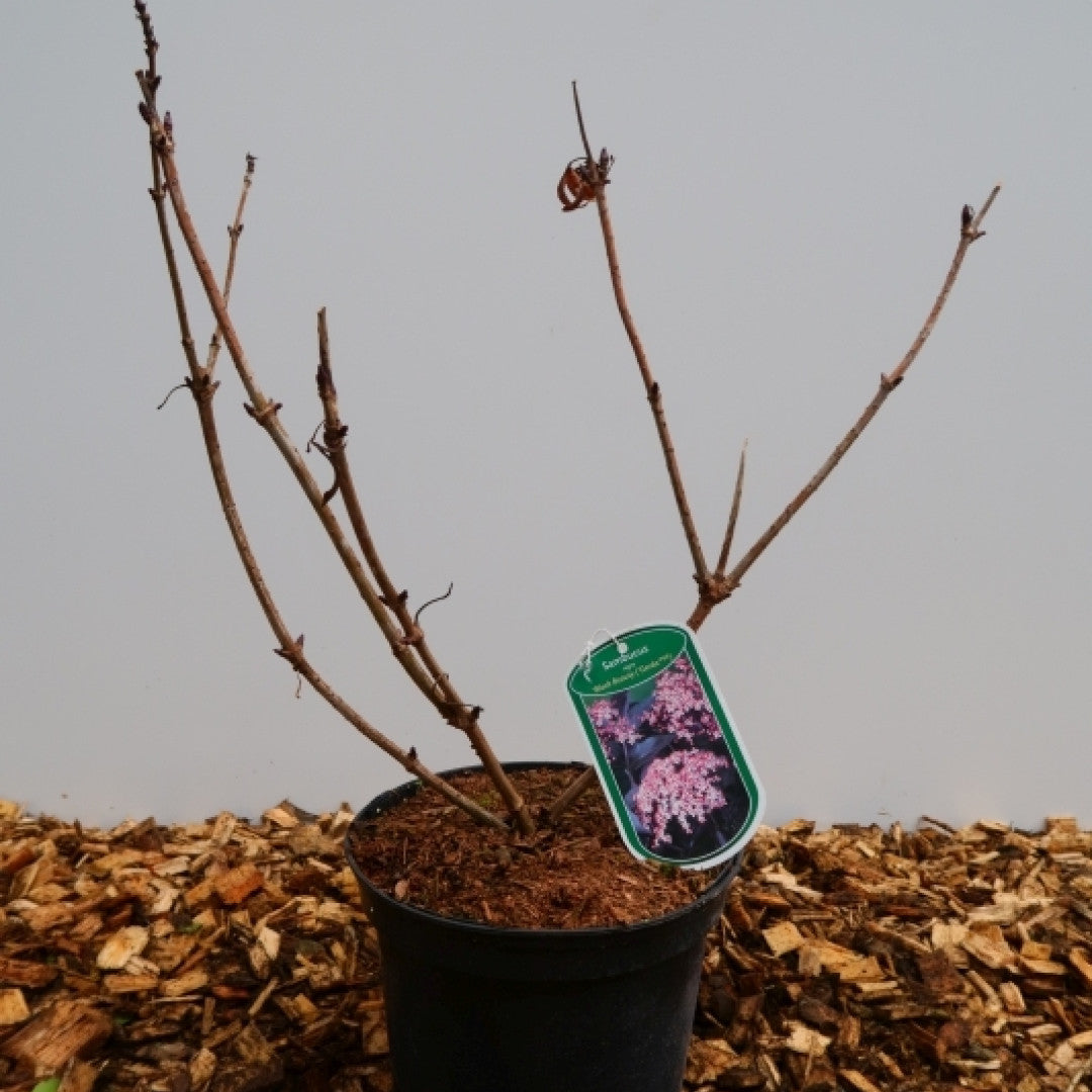 Sambucus nigra Black Beauty