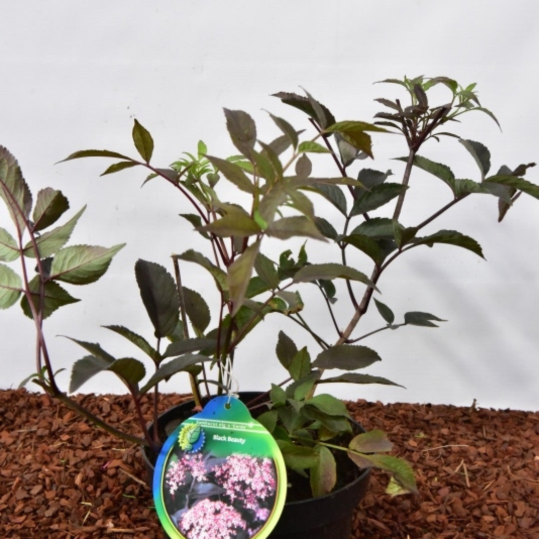 Sambucus nigra Black Beauty